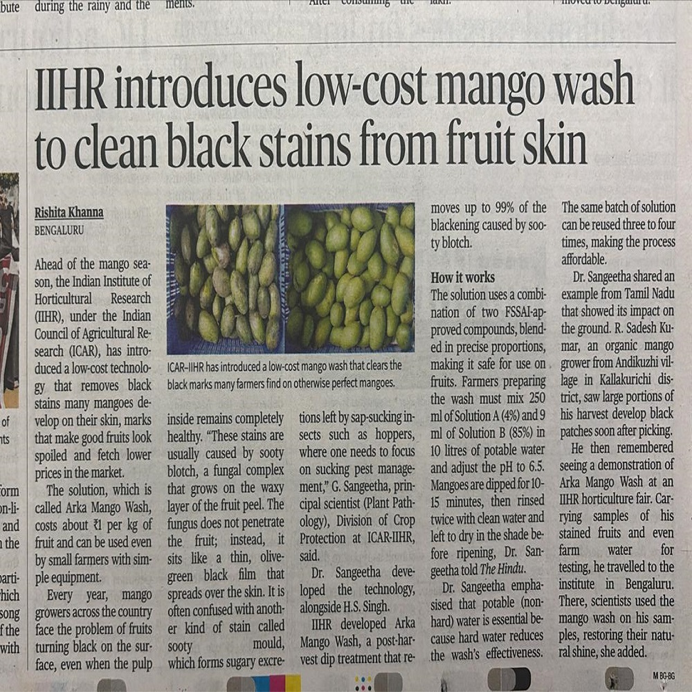 IIHR introduces low-cost mango wash to clean black stains from fruit skin