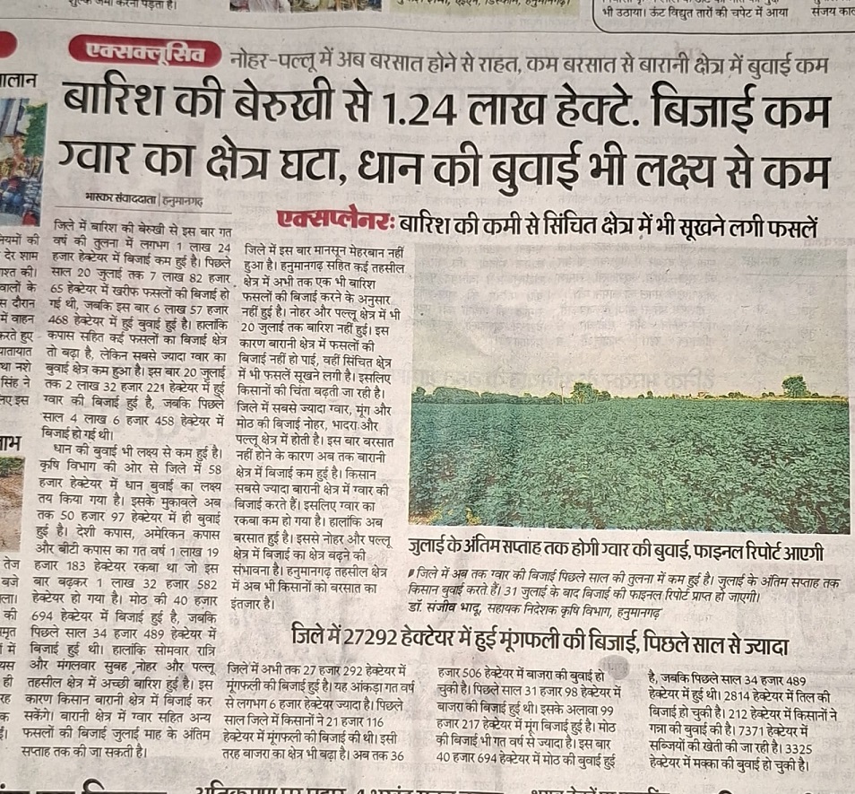 बारिश की बेरुखी से 1.24 लाख हेक्टे. बिजाई कम ग्वार का क्षेत्र घटा, धान की बुवाई भी लक्ष्य से कम