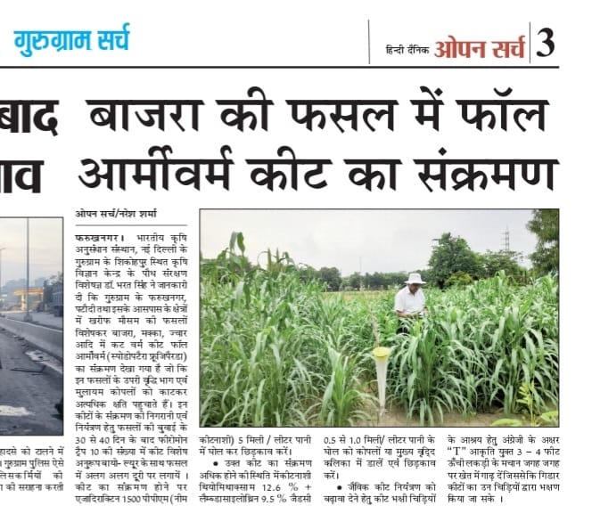 बाजरा की फसल में फॉल आर्मीवर्म कीट का संक्रमण
