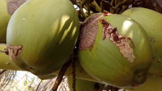BIOCONTROL-02-20042017_0.jpg