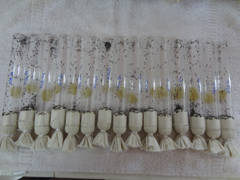 BIOCONTROL-04-20042017