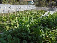 BackyardpoultryVanaraja)production-04