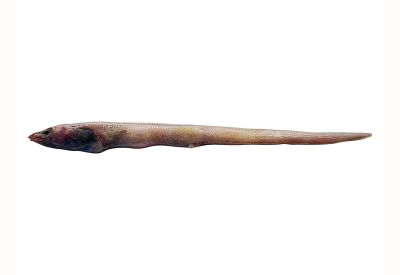 ICAR-CMFRI, Kochi describes new eel species from Arabian Sea