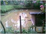 Duckery-pond-sucess-story-19-09-2011_0.jpg