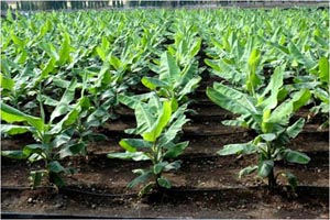 Fertigation-Banana_1.jpg 