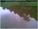  Fingerlings-pond-sucess-story-19-09-2011_0.jpg
