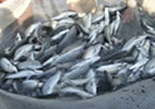 Fisheries-Milestone-10
