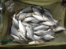 Fisheries-Milestone-3
