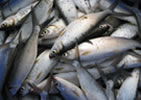 Fisheries-Milestone-9