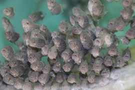 Grouperseeds_0.jpg