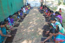 Hands-on-Traning-of-Tribal-women-on-nursery-raising-KVK-Dangs