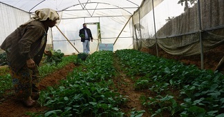 Integrated Nutrient Management in Broccoli coupled with Gravity-based Mini Sprinkler System in Mizoram 02