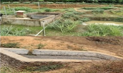 Livestock-Fish-Horticulture based Integrated Farming System for improving livelihood of Coastal Farmers 04_0