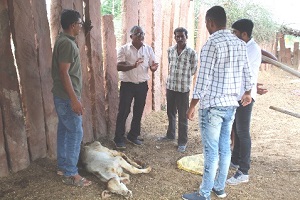 KVK Jodhpur-I’s interventions helped the farmers for better management of Lumpy Skin Disease (LSD) in dairy cattle