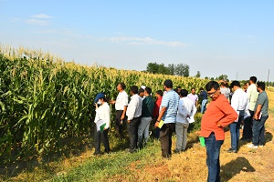 Maize-01