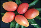 Mango-Ambika.jpg 