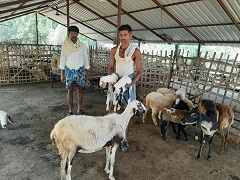 Milk-replacer-1
