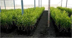 Multiplication-Quality-Planting-Materials.jpg 