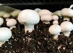 Mushroom Cultivation - A Pathway to Economic Sustainability in Doon Valley of Uttarakhand 03