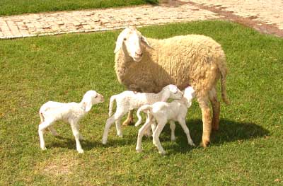 Muzaffarnagari-ewe-triplets-s