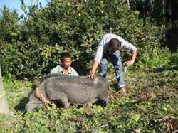 NRC-pig-ss1