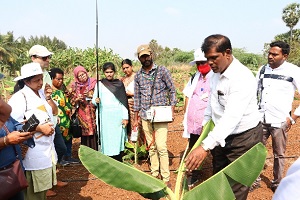 Phenotyping-drought-tolerance-01_0.jpg 