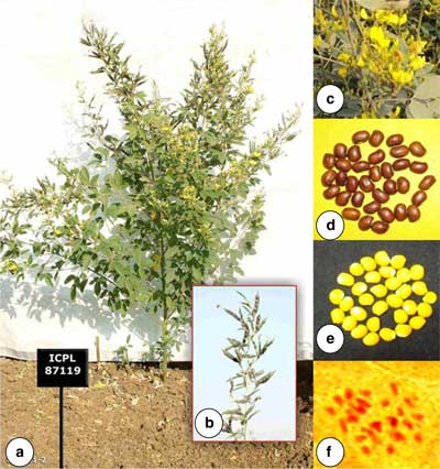 Pigeonpea-genome-1