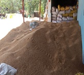 Popularization of Kathia Wheat (Variety HI-8717) for enhanced income 03