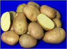 PotatoKufriSurya.jpg 