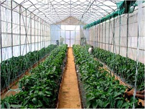 Protected-Cultivation_1.jpg 