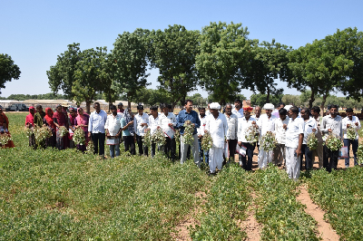 Moth Bean: A Promise of Livelihood Security and Self-Reliance in Pulses