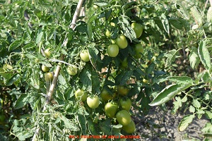 SS-tomato-03