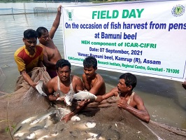 Successful Adoption of Culture Based Fisheries and Pen Culture Technologies enhanced Tribal Fishers’ income in Bamuni Beel, Assam 02