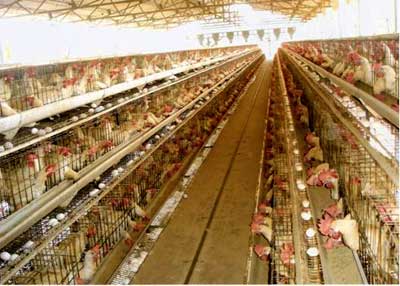 Sucess-story-manuthy-AICRP-Poultry-2_0.jpg 