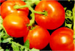 Tomato-VRTH-611.jpg 