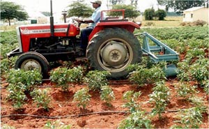 Tractor-operated-raised-bed-weeder.jpg 