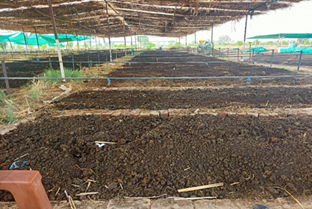Organic Revolution: The Success Story of “Green Vision” Vermicompost Enterprise