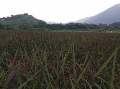 From Chikiti to Chicago: How Scientific Black Rice Cultivation Enabled a Young Farmer to Reach Global Markets