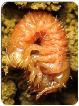 biofertilizers-3
