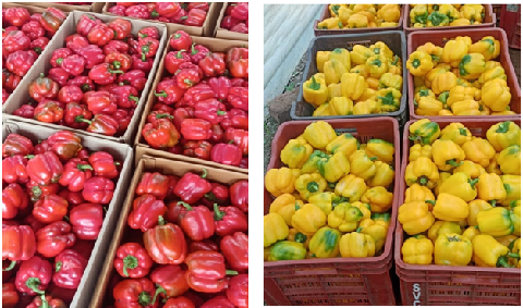 Protective Cultivation in Polyhouse: A Success Story of Coloured Capsicum Production