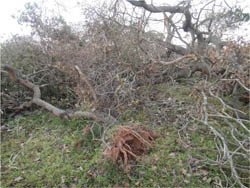 cashew-news-18-01-2012