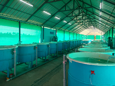 The Minister of Fisheries, Kerala Inaugurates the ICAR-CIBA Technology-Based Pearlspot fish Hatchery at Matsyafed Palaikari Fish Farm, Kottayam district, Kerala