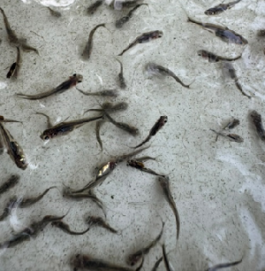 ICAR-CIFE Kolkata Centre Organizes Capacity-Building Programme on Pangas Breeding and Hatchery Management for Madhya Pradesh Fisheries Officials