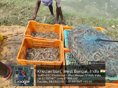 ICAR-CIFRI, Barrackpore Organises Disease Surveillance Following Whiteleg Shrimp Mortality in Purba Medinipur