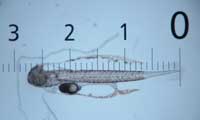 cmfri-pompano-1s