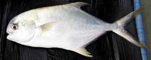 cmfri-pompano-3s