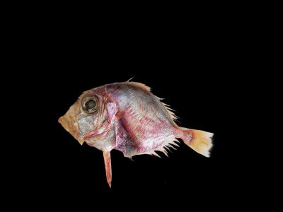 ICAR-CMFRI, Kochi identifies new deep-sea fish from Arabian Sea