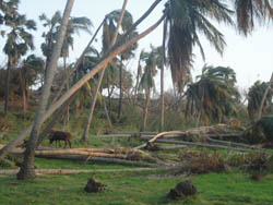 coconu-news-18-01-2012