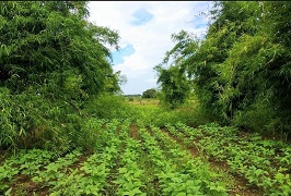 cowpea-01-24092020.jpg