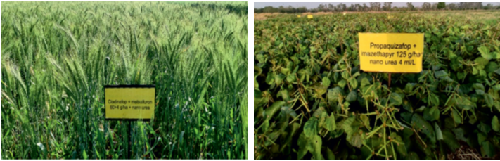 Compatibility of herbicides with nano urea